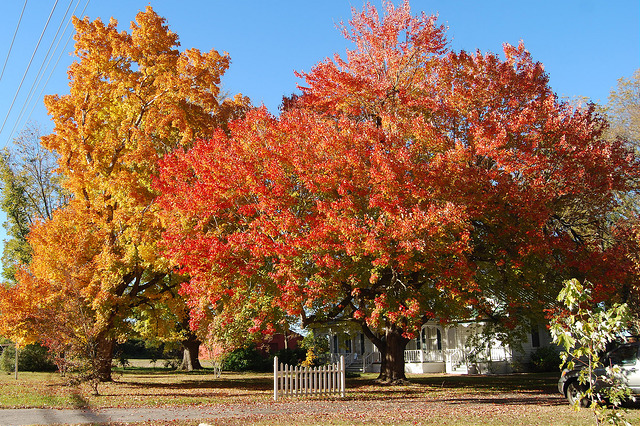 Tree care in fall
