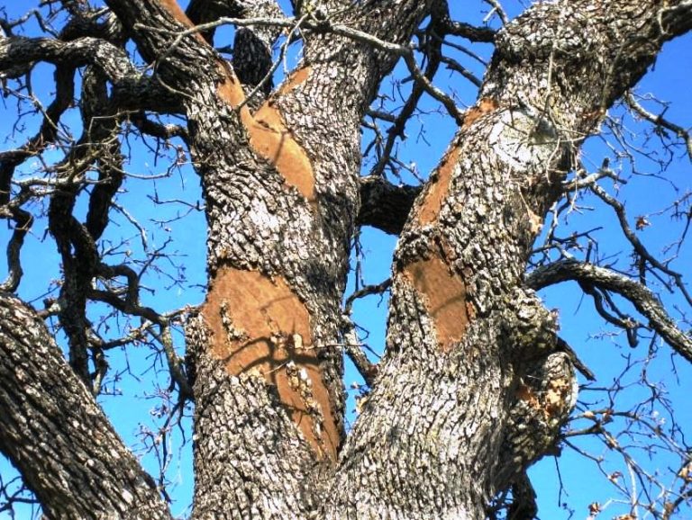 How To Identify Oak Wilt Signs & Information