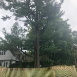 tree preservation during construction