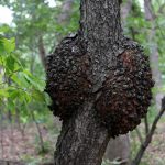 black fungus on trees
