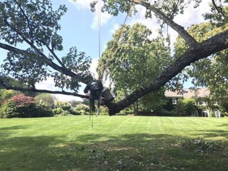 Cable Bracing Systems Emerald Tree & Shrub Care Company