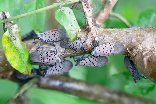 Spotted Lantern Fly