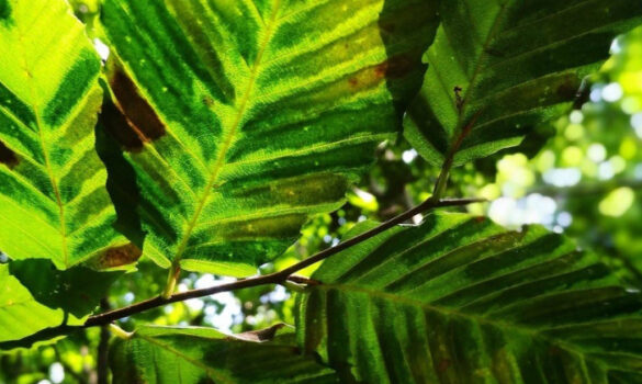 beech leaf disease
