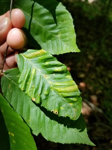 beech leaf disease