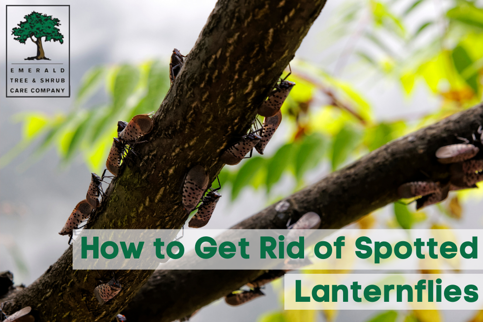 get rid of spotted lanternfly
