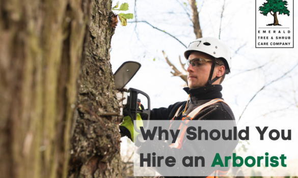 Why you should hire an arborist