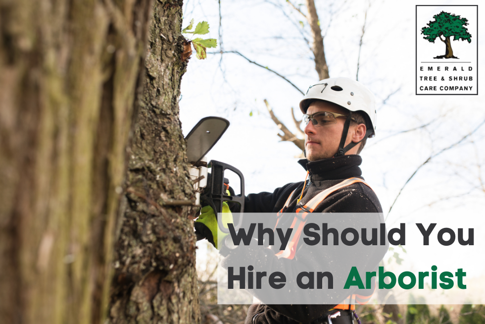 Why you should hire an arborist