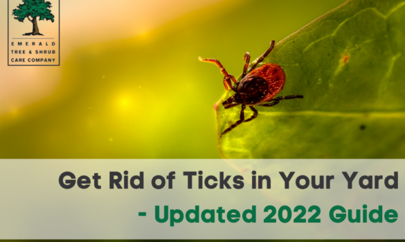 Get rid of ticks in your yard
