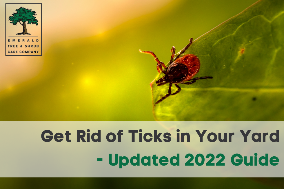 Get rid of ticks in your yard