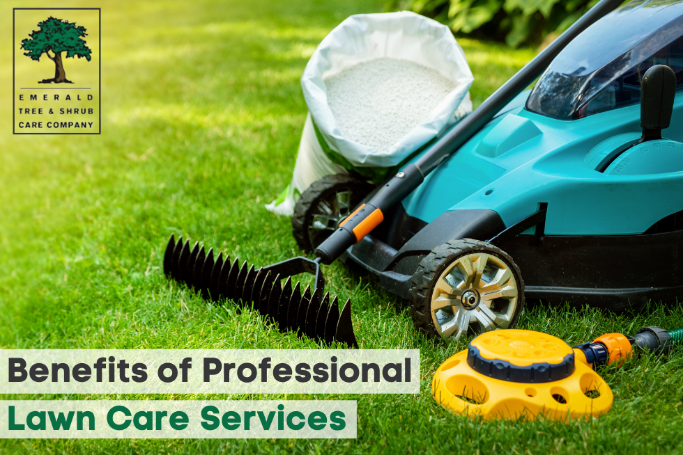 Benefits of Professional Lawn Care Services