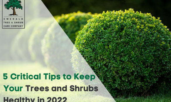 Tree-and-shrub-care-tips