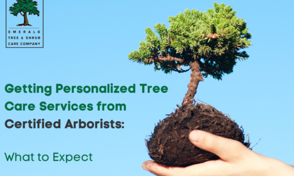 personalized tree care services