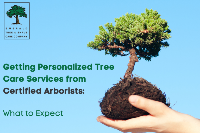 Getting Personalized Tree Care Services from Certified Arborists What