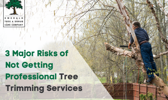 professional tree trimming services