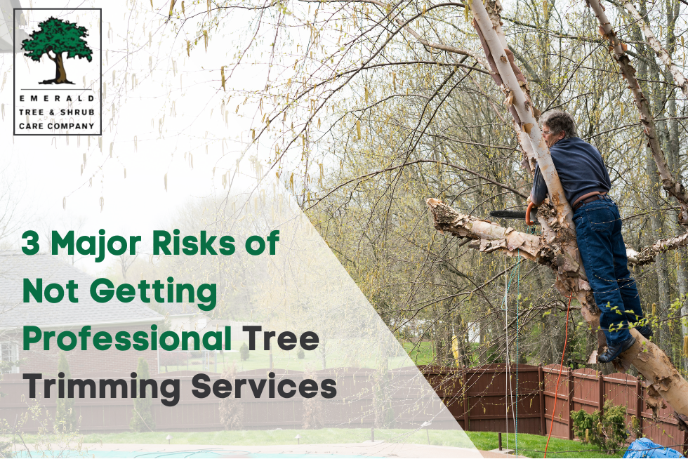 professional-tree-trimming-services-emerald-tree-care