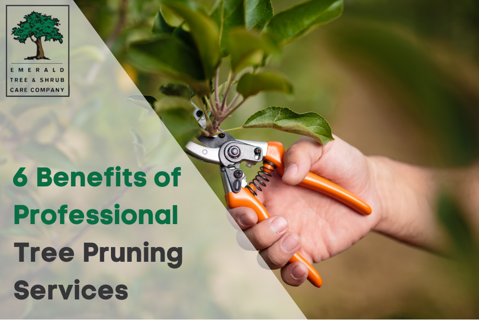 Benefits of Tree Pruning Services