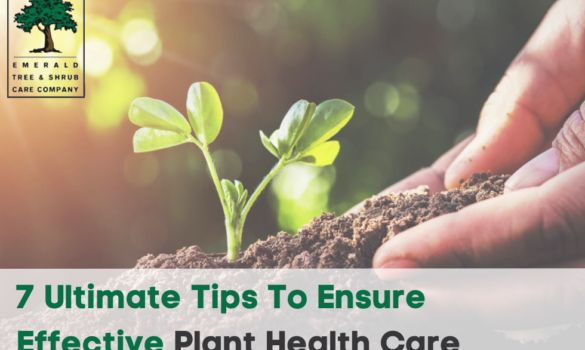 Plant health care tips