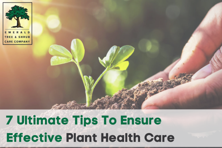 7 Ultimate Tips To Ensure Effective Plant Health Care Emerald Tree