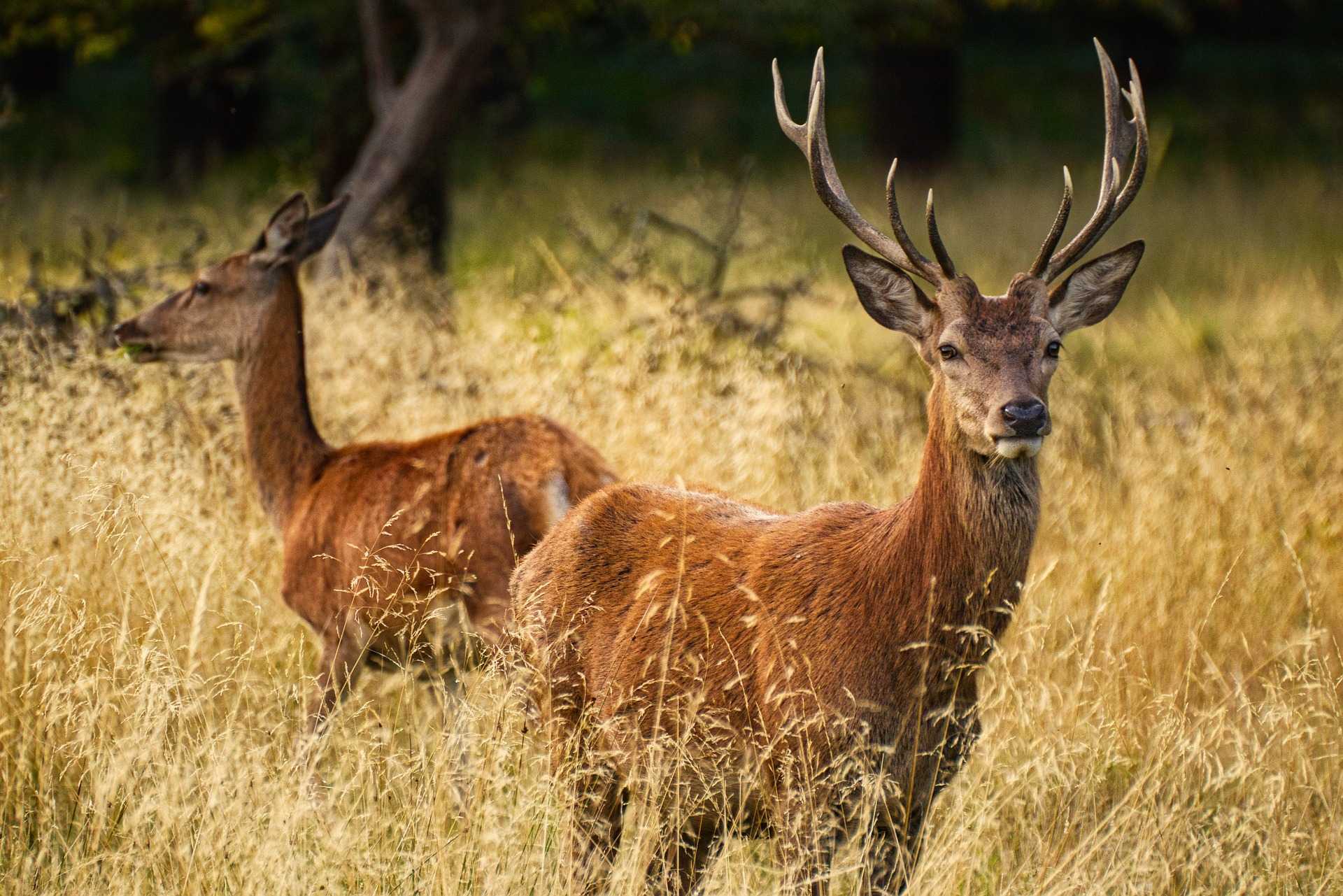 deer control services