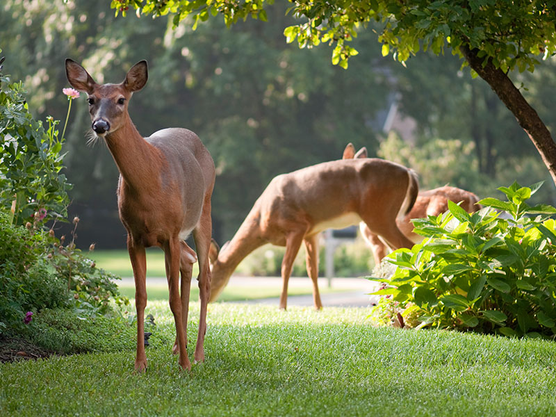 Organic Deer Control Services