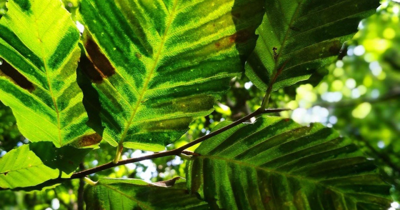 beech-leaf-disease Beech Leaf Disease