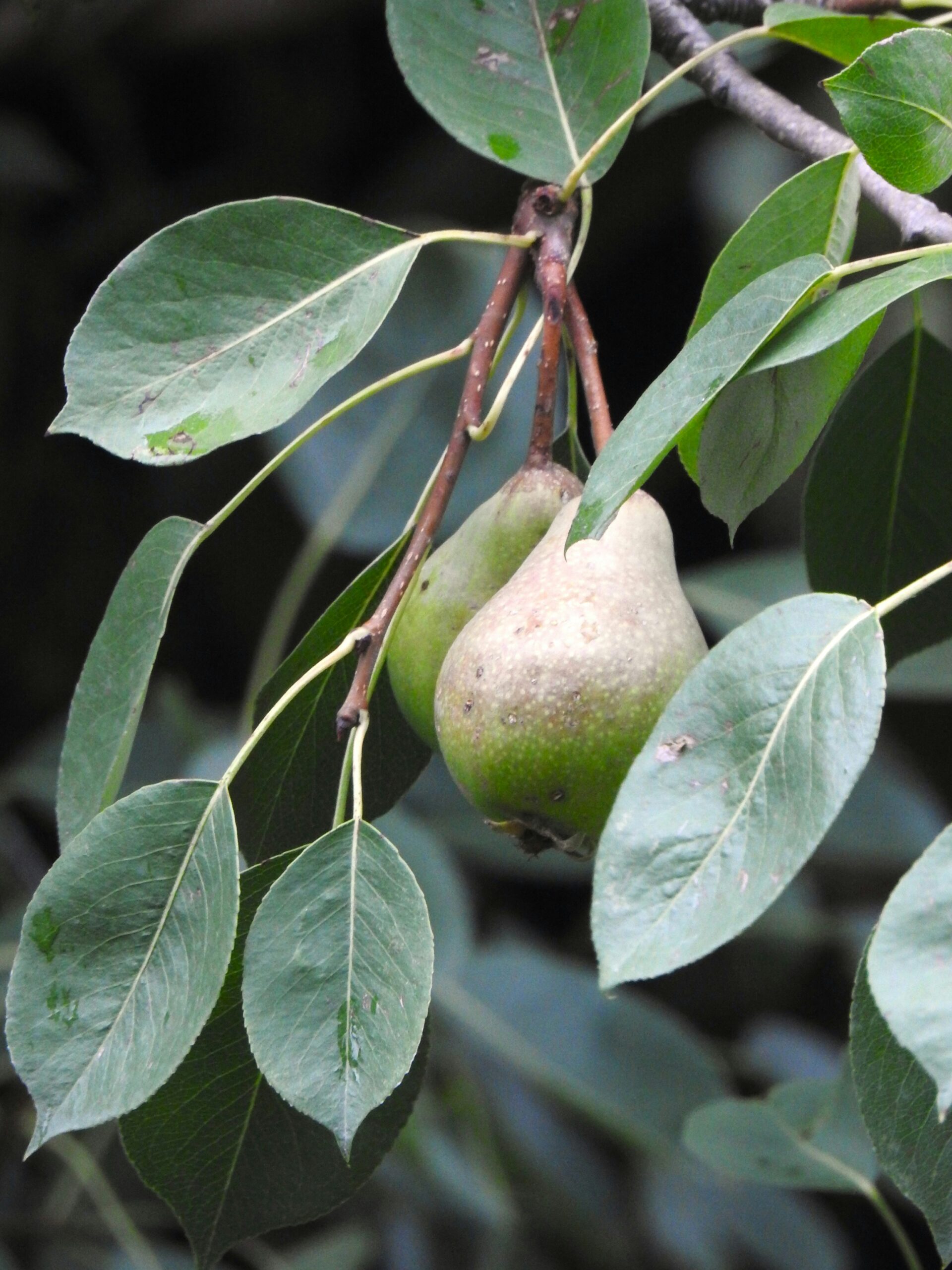 aditi-panatu--nHKxs1cYrE-unsplash Healthy pear tree in an orchard