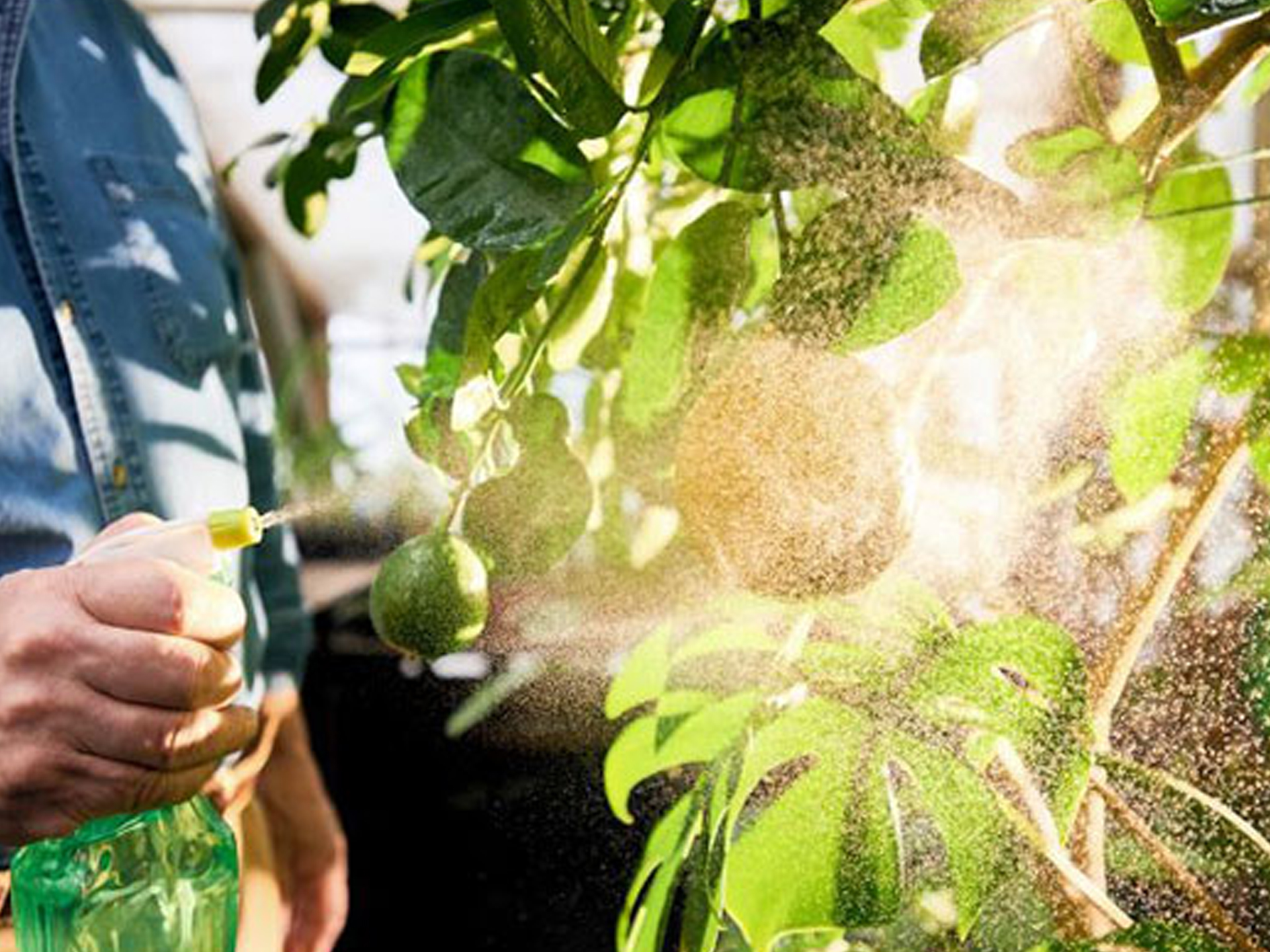 Integrated Tree Pest Control & Management