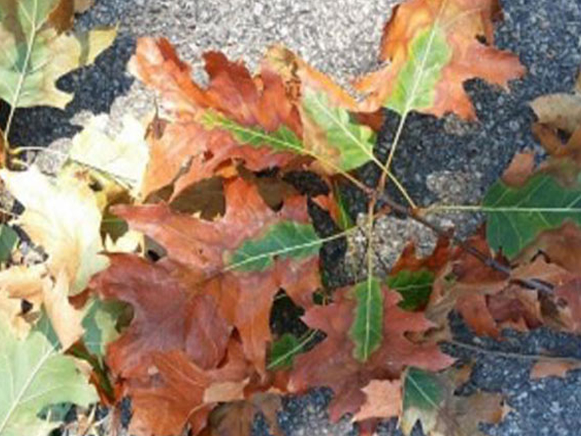 Tree Disease Treatment Prevention
