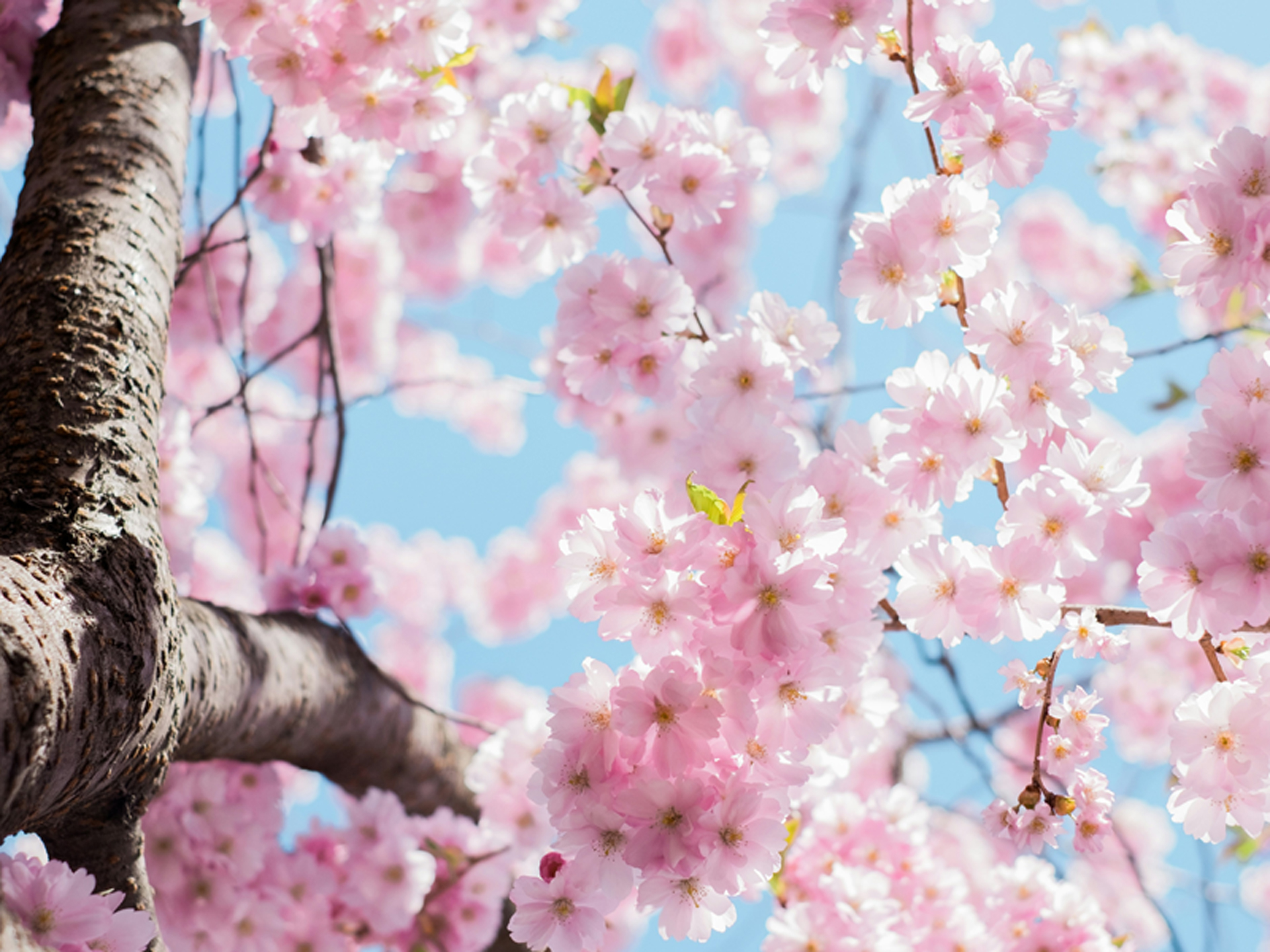 Tree & Shrub Pruning