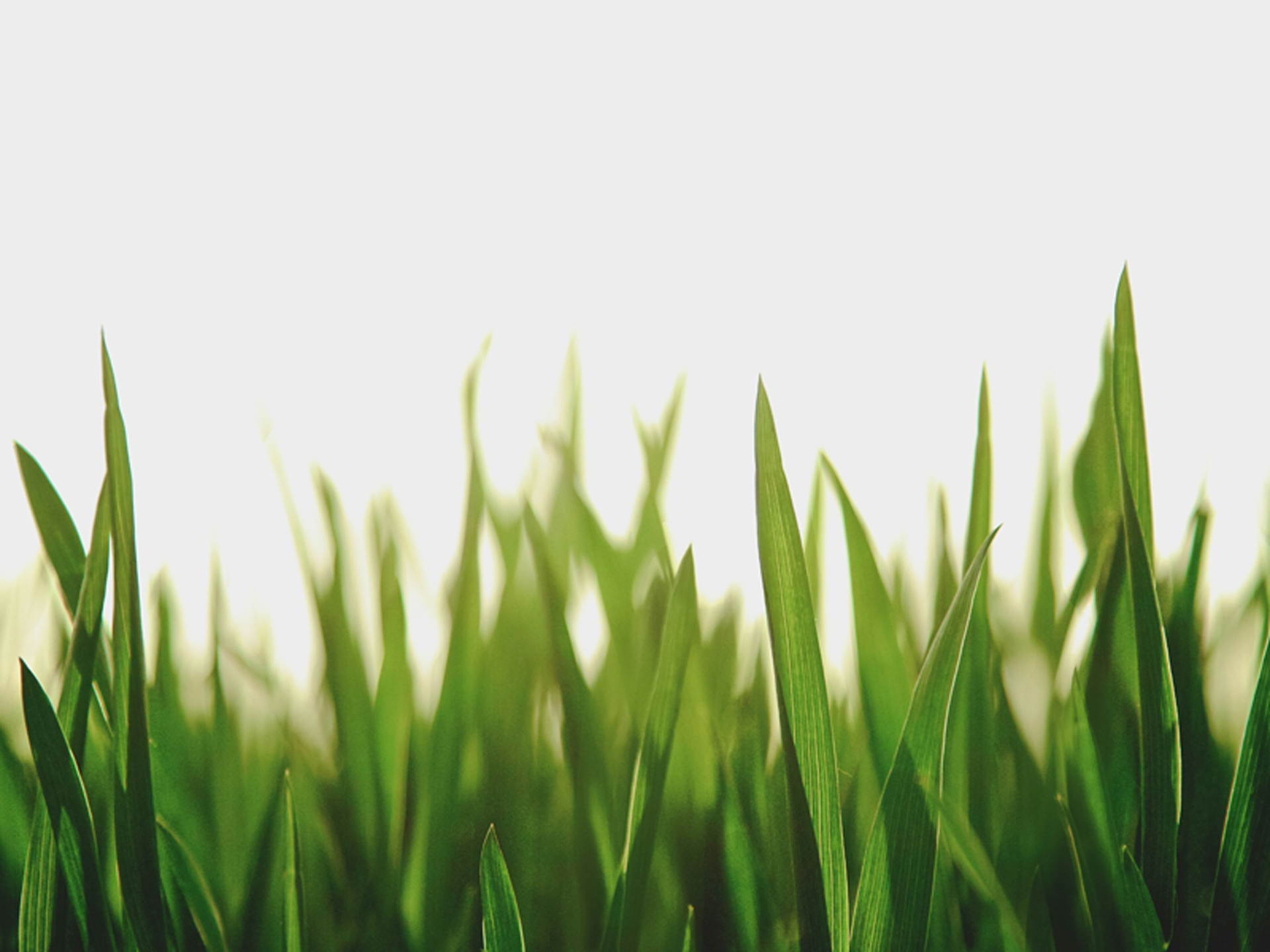 Lawn Care