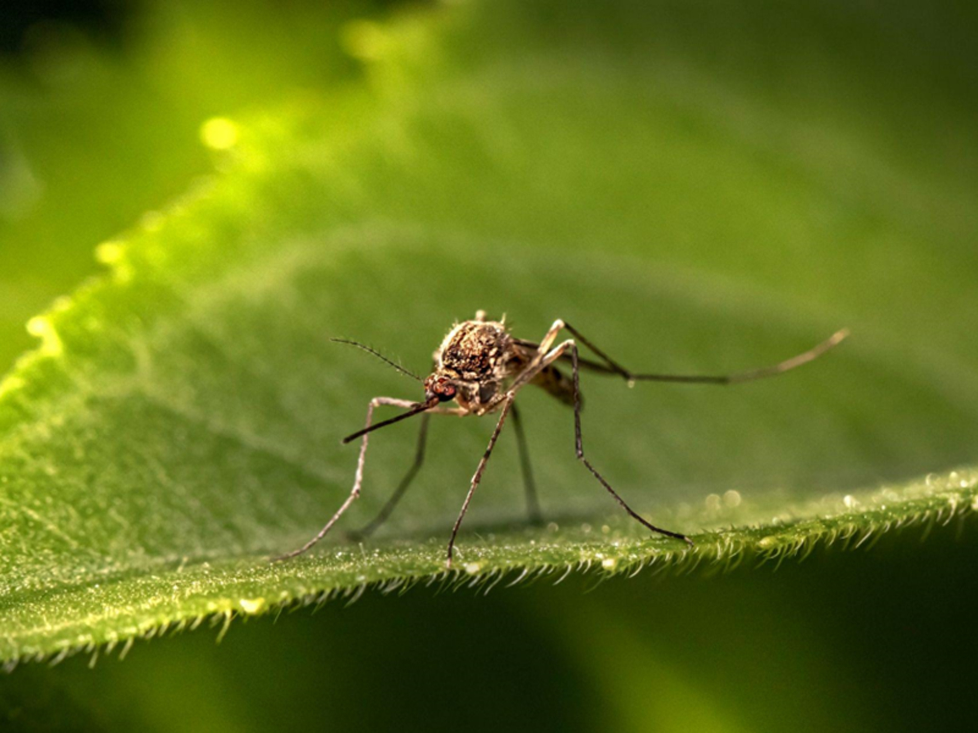 Organic Mosquito and Control Services