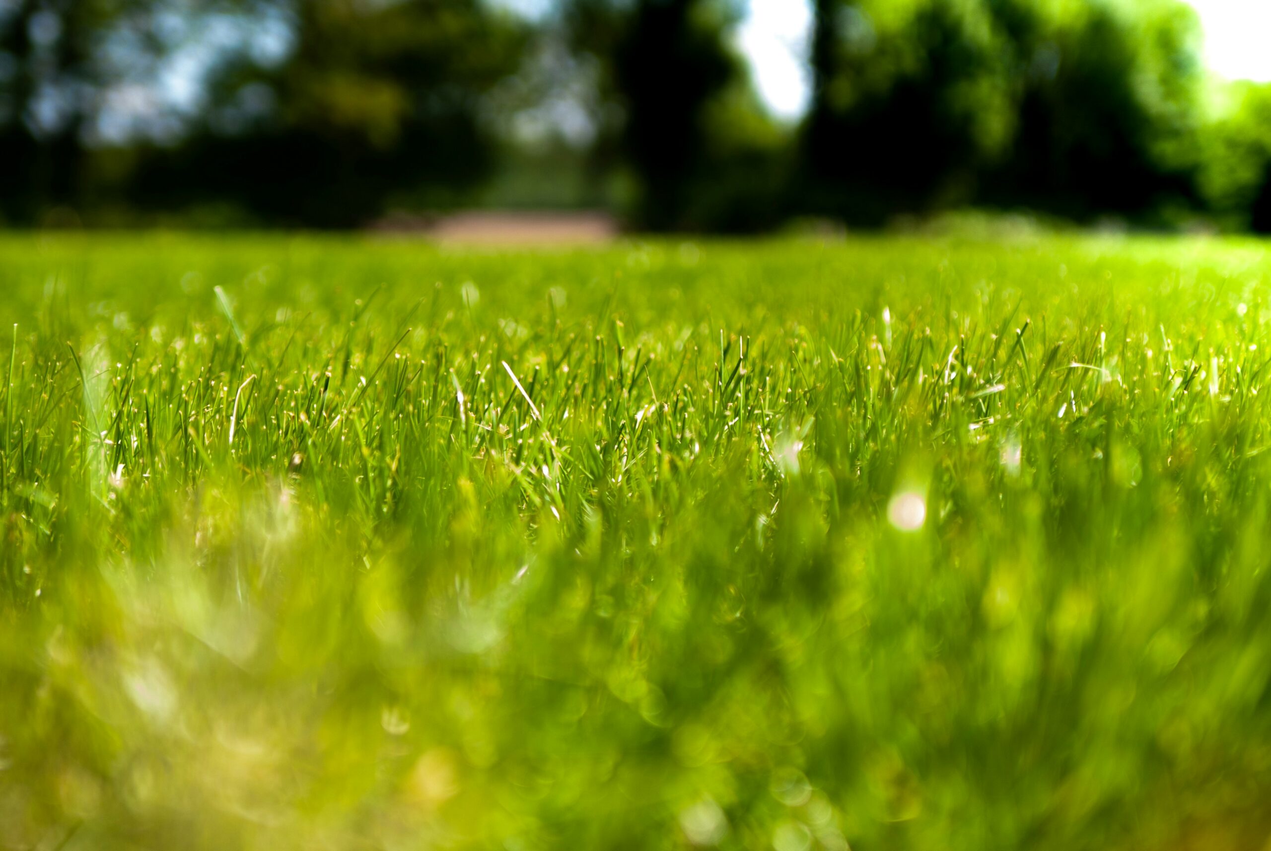jorien-loman-5SmkFguk5Hw-unsplash Beautiful Lawn