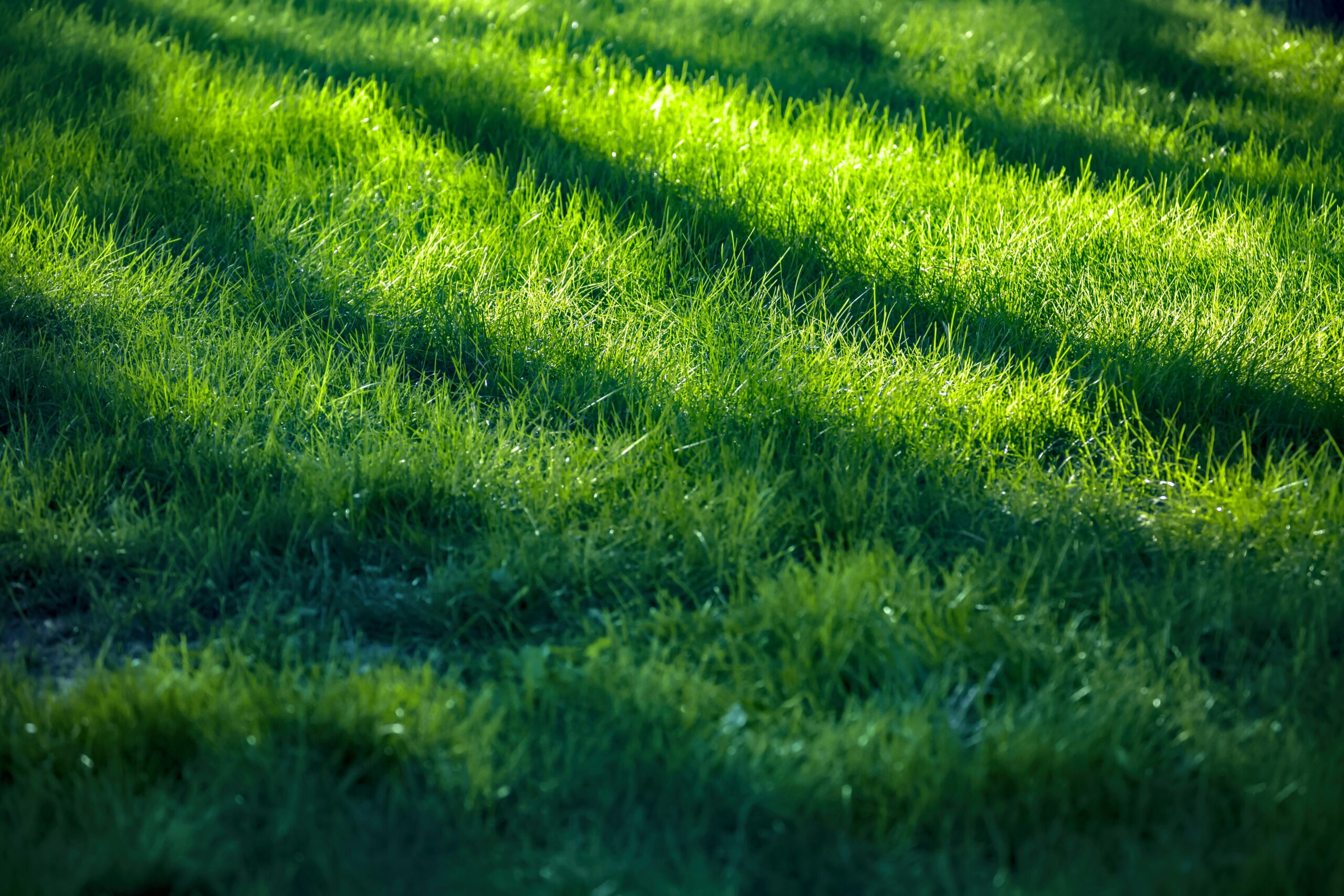 kian-zhang-CHdDSIjaTTs-unsplash Beautiful Lawn