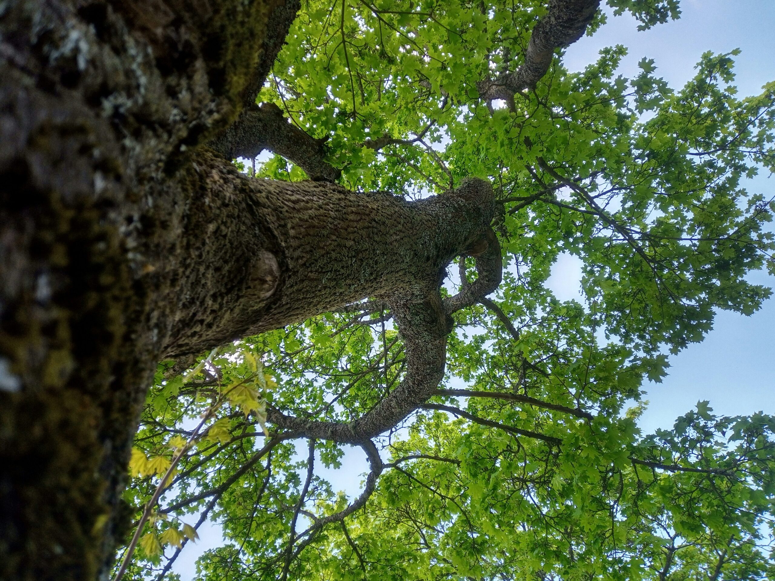 Large tree