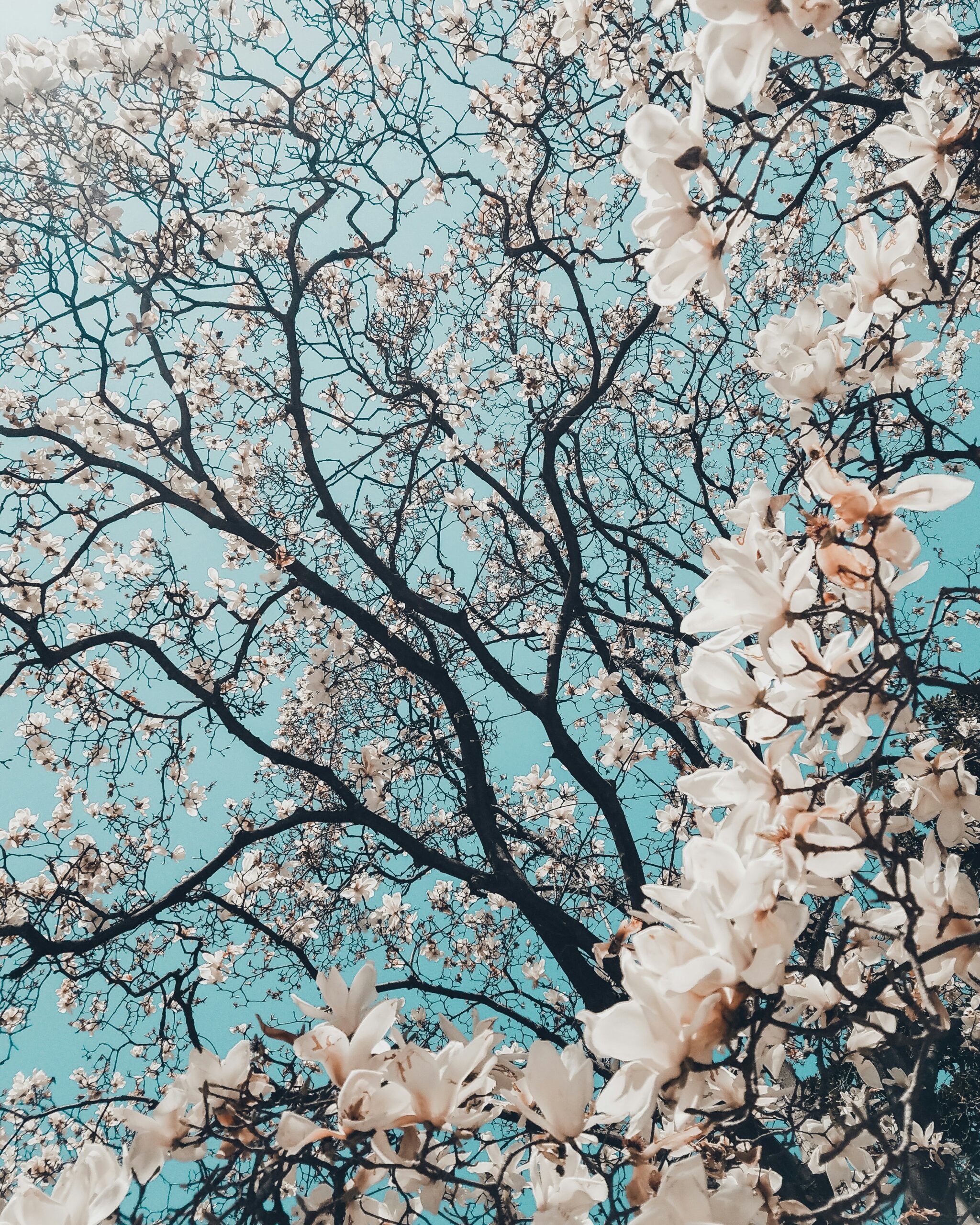 flowering tree