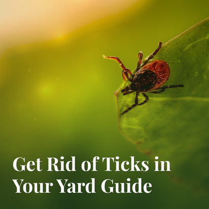 Get Rid of Ticks in Your Yard Guide