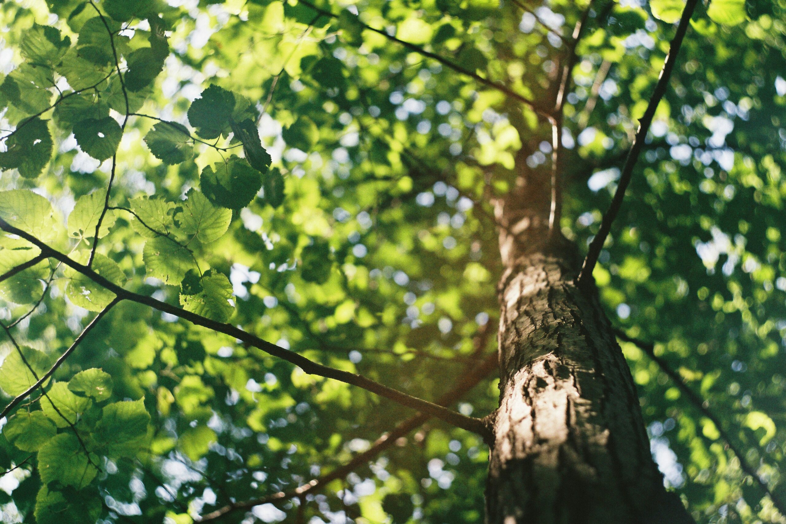david-vig-qwHHOC2z5Xs-unsplash Looking up into a healthy tree