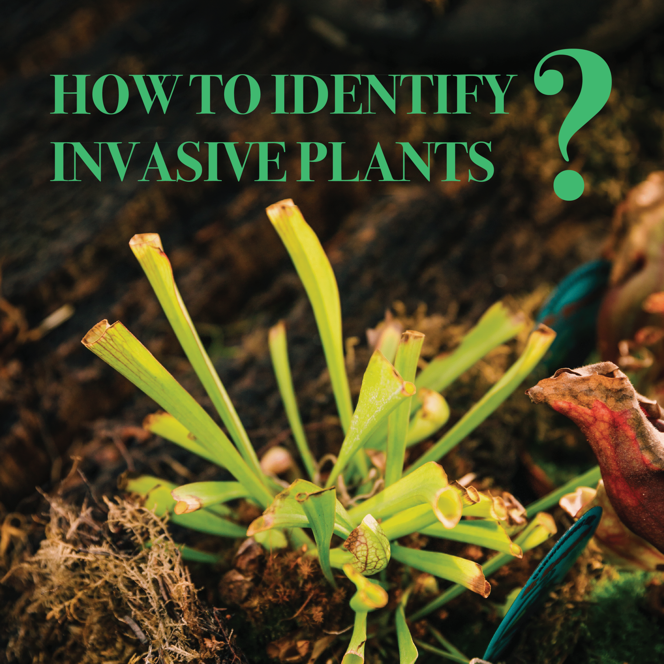 INVASIVE PLANTS BLOG (2) How to Identify Invasive Plants