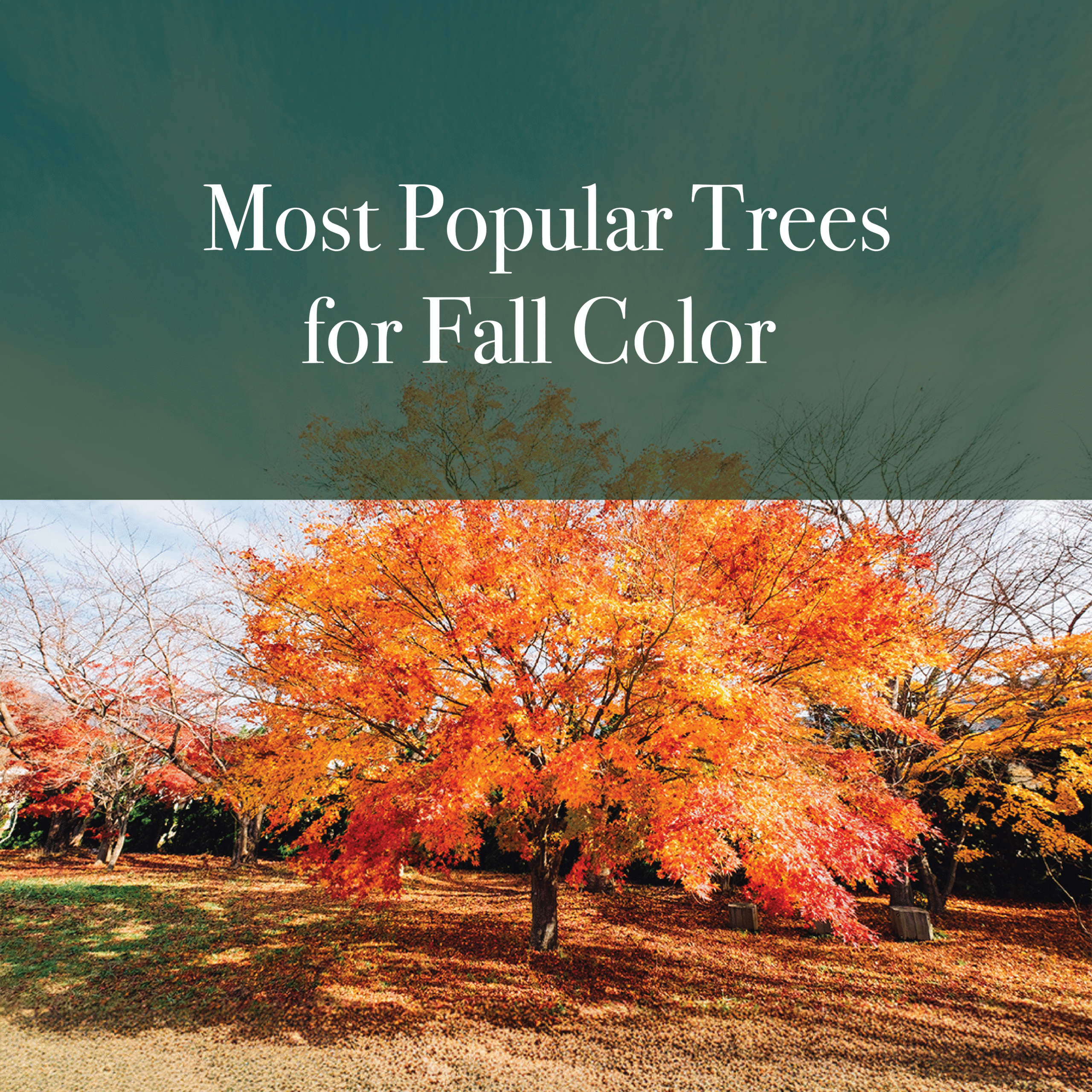trees for fall color