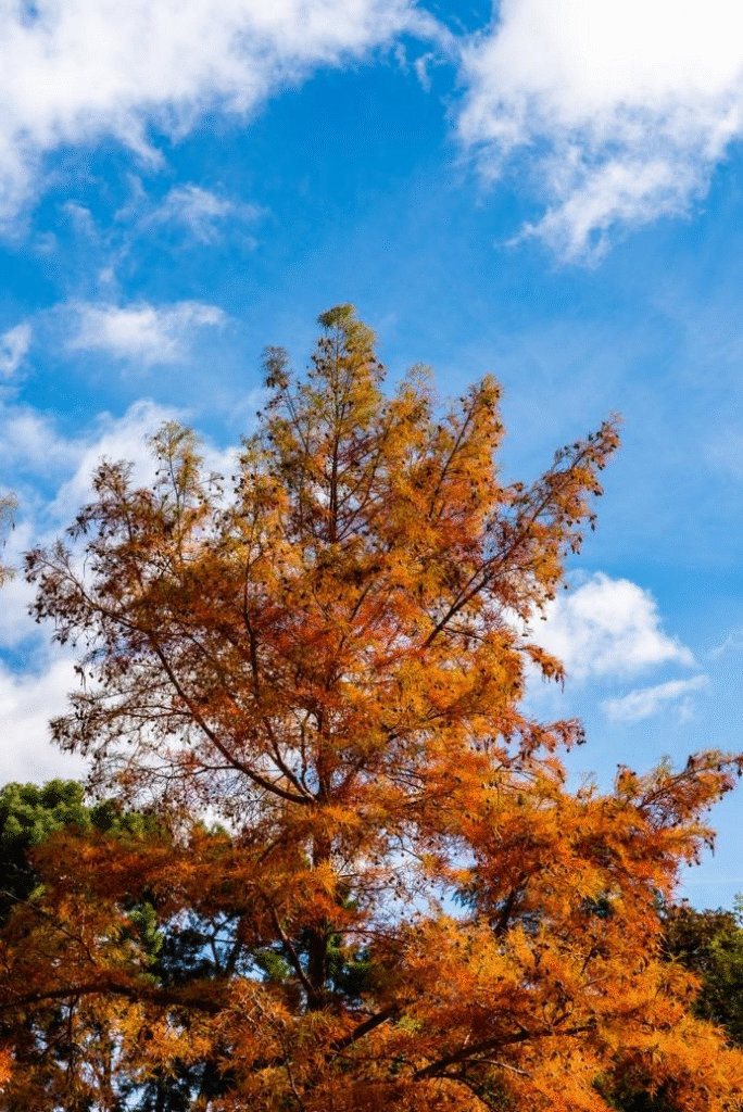 sweetgum