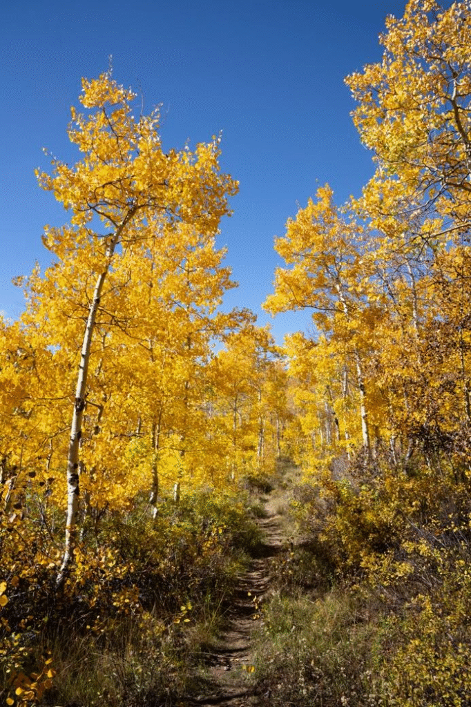 river birch