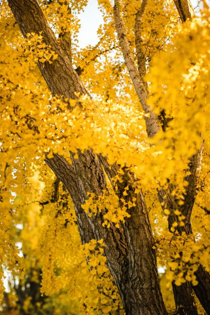 ginkgo biloba