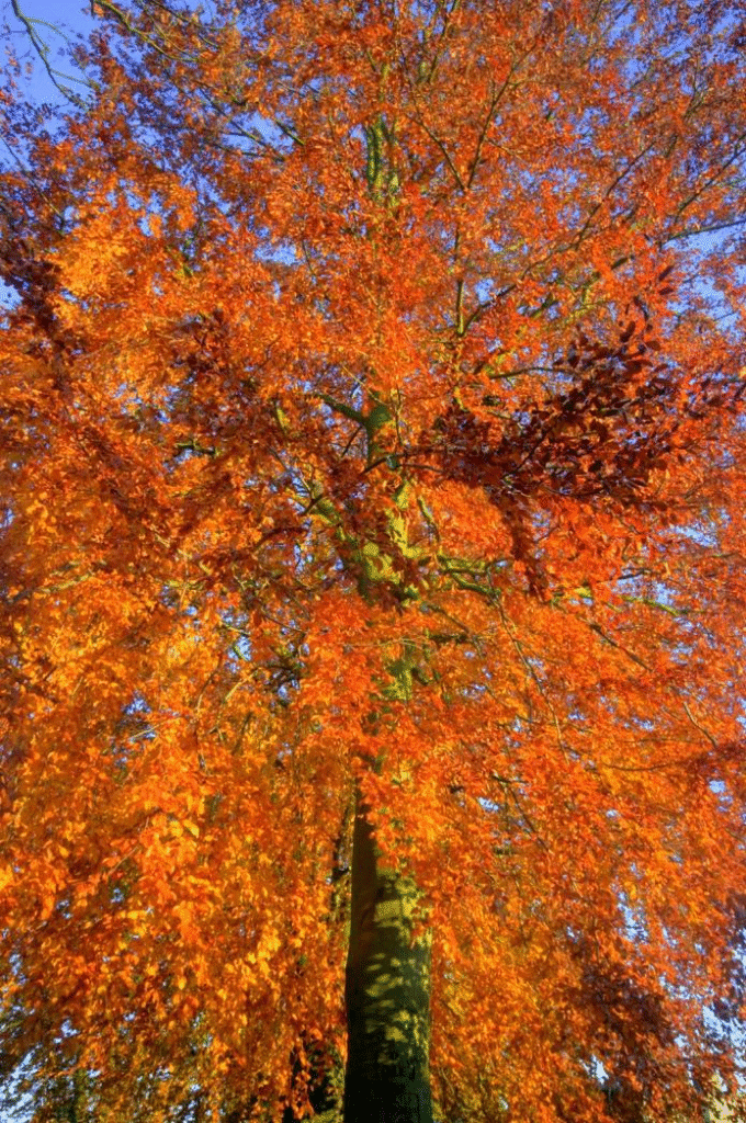 sugar maple