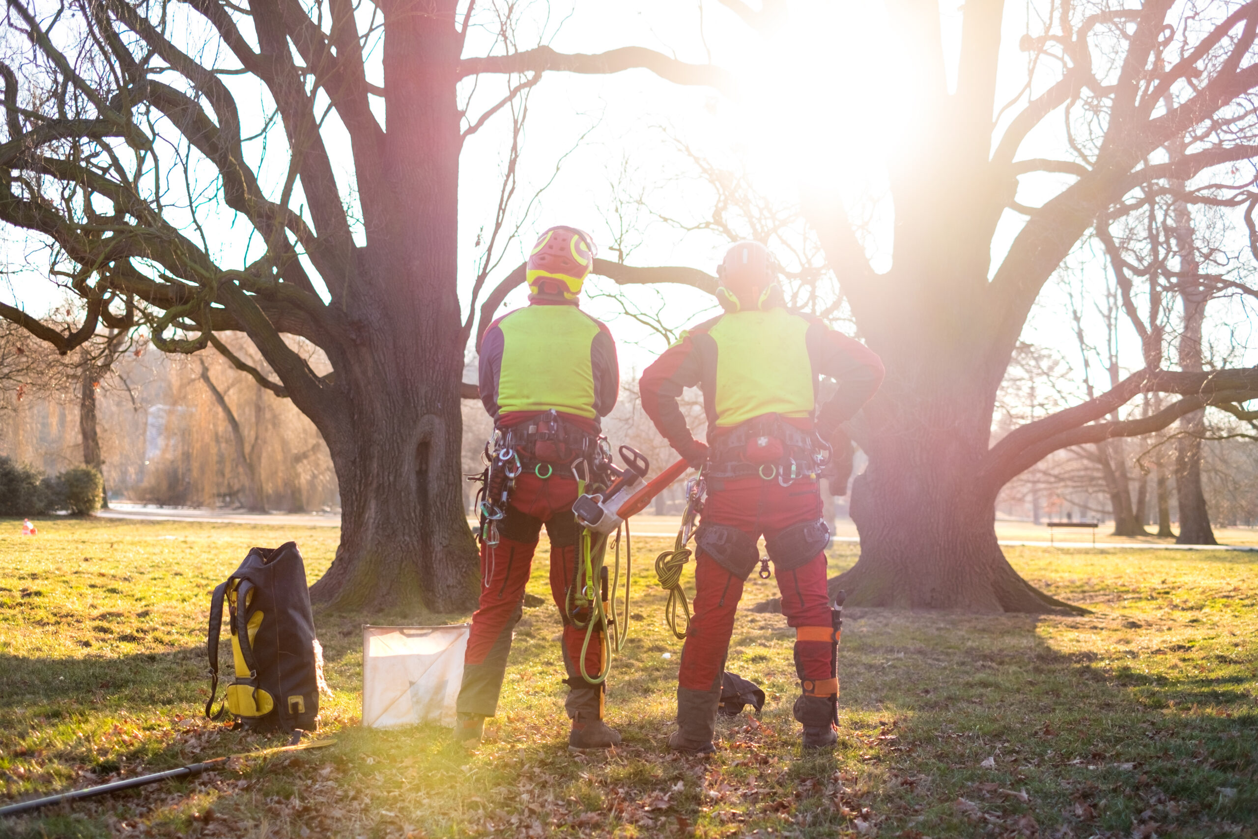 Arborists inspecting a mature tree for signs of invasive plants, closely examining vines and growth along the trunk to assess tree health and determine appropriate management.