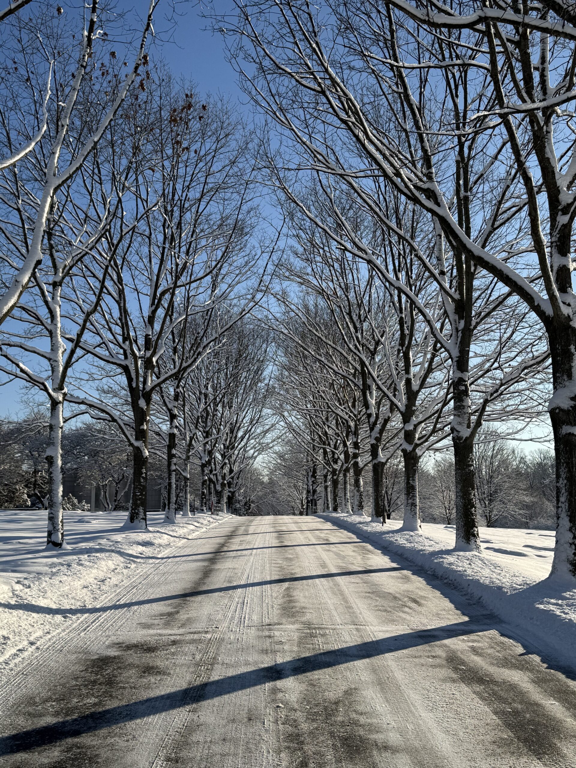 IMG_4216 winter storm tree damage prevention