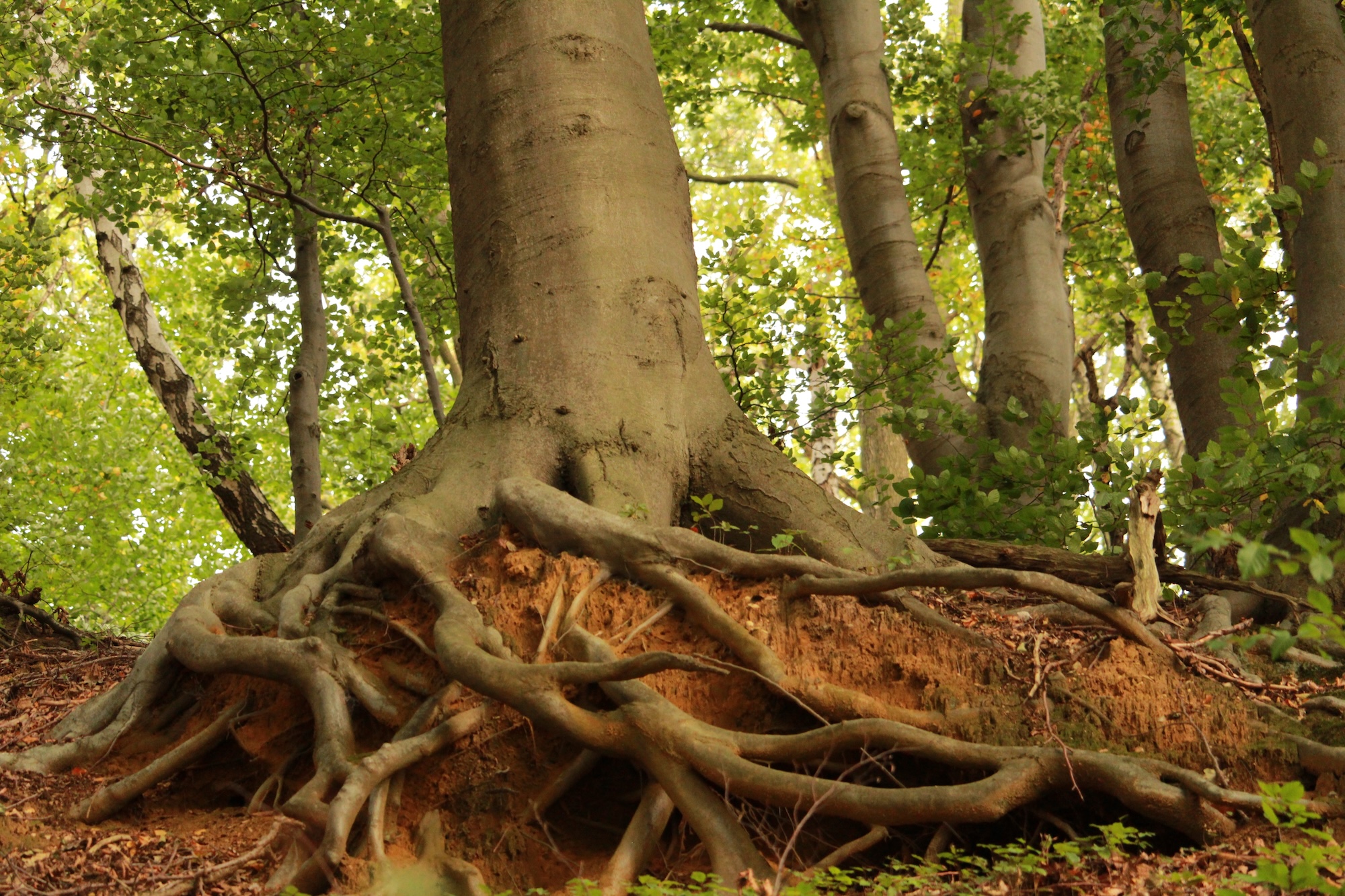 What Girdling Roots Are and Why They Kill Mature Trees
